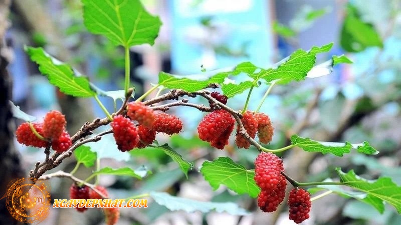 Cây dâu tằm là khắc tinh của Thần Tài không nên trồng trong nhà