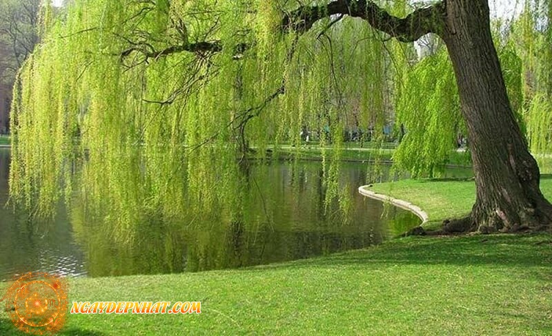 Cây liễu cũng là khắc tinh của Thần Tài không nên trồng trong nhà