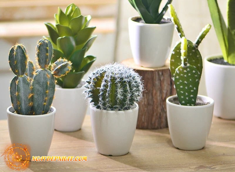 Xương rồng là khắc tinh của Thần Tài không nên trồng trong nhà