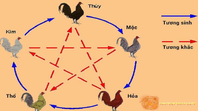 Khái Niệm và Tổng quan về màu mạng gà đá