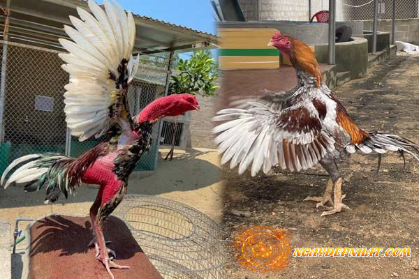 Kinh Nghiệm Nuôi Dưỡng Gà Đá Theo Màu Mạng Cho Kê Thủ Tuổi Thân