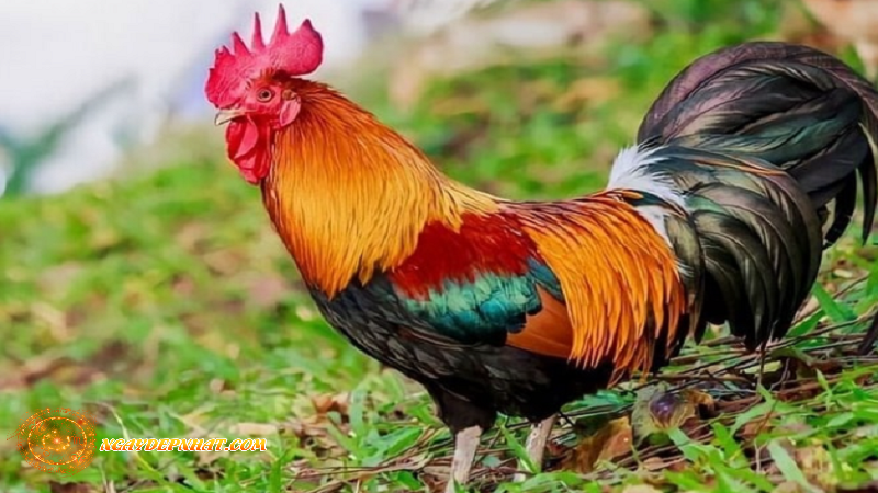 Màu Mạng Gà Đá Và Yếu Tố Phong Thủy