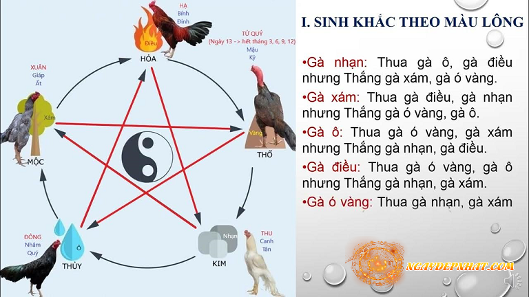 Phân Tích Chi Tiết Các Màu Mạng Gà Đá