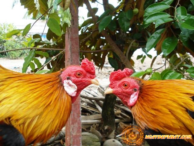 Tổng Quan Về Tuổi Thân Trong Ngũ Hành