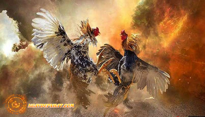Xem màu mạng gà cho kê thủ tuổi Mùi