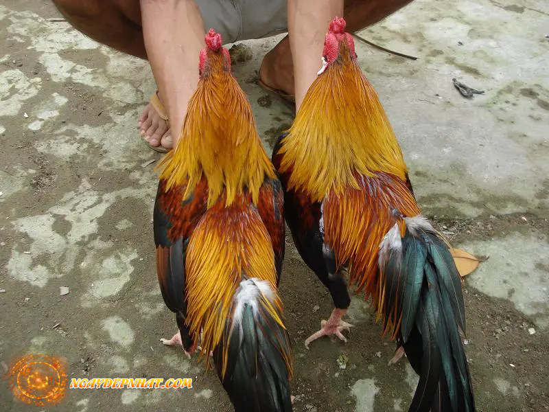 Xem màu mạng gà cho kê thủ tuổi Thân